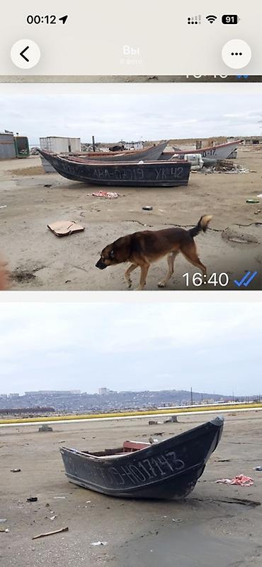 Мотор целиком и ГБЦ: Satılır: qayıq üçün asma mühərrik və taxta qayıq - Yanacaq tipi — 4