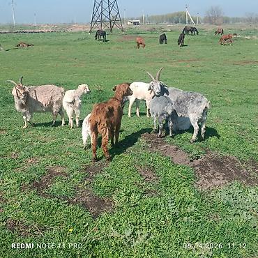 Лошади, кони: Продаю | Конь (самец) | Мерин — 4