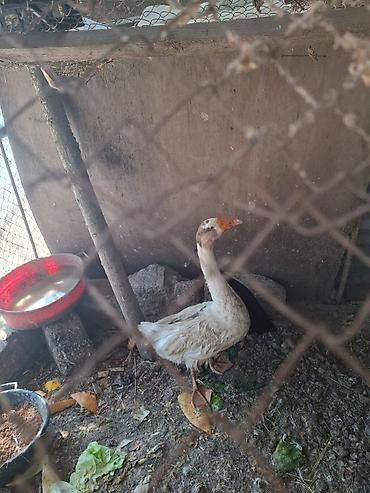 qaz quş: Qazlar satılır – 2 baş (ağ və boz rəngli) - Növ: ev qızı (qaz) - — 6