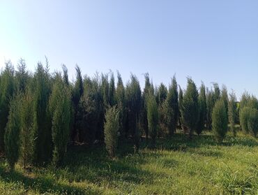 Ağaclar: Her növ ağaclar ve dekarativ ağaclar çox ucuz ve qarantili gubresiz — 11