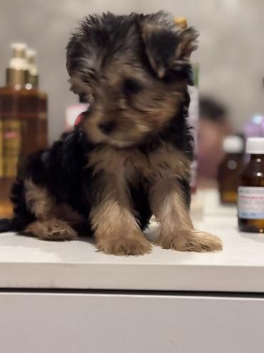 toy terrier: Yorkşir teryer — 1