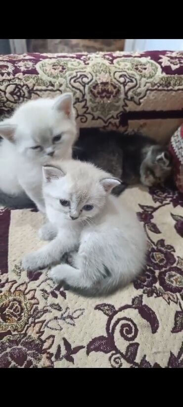 pişik sahiblendirme: Qızıl şinşilla, Erkək, Dişi, Ünvandan götürmə