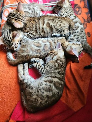 Продажа кошек: Бенгальские котята (окрас brown spotted/rosetted) - Яркий контрастный — 4