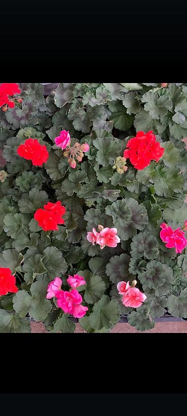 Buket güllər: Geran, sardunya, geranium, pelargonium, geran zonali topdan və — 11