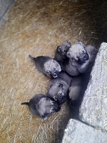 İtlər: Peyvəndli — 5