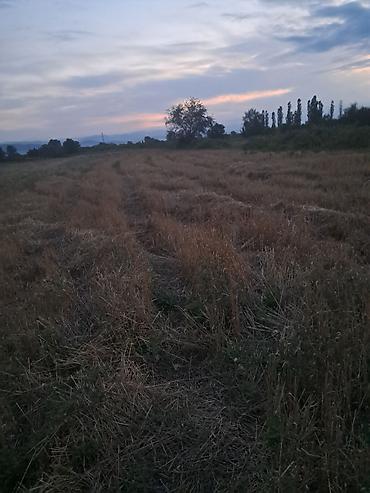 torpaq pirşağı: 64 sot, Kənd təsərrüfatı, Kupça (Çıxarış) — 2