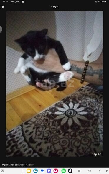 Pişiklər: Yaxşı əllərə — 9