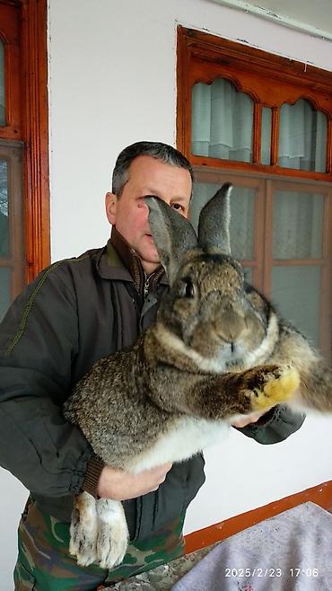 Dovşanlar: Dovşanlar Flandr cinsli. Flandr cinsli dovşan balaları satılır. Ən -da lalafo.az — 12 Dovşanlar: Dovşanlar Flandr cinsli. Flandr cinsli dovşan balaları satılır. Ən — 12