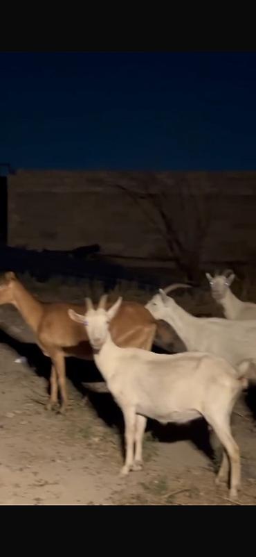 sane keci: Agribal alpin ober(H) sanen 3 ed ana oberhas 6 ed sanen 1 ed ana heleb — 1