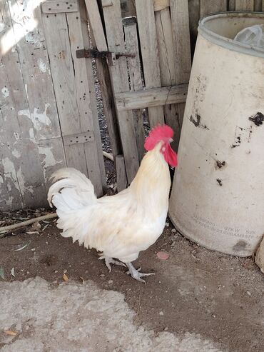 Xoruzlar: Ağ rəngli avstrolop xoruz - Rəng: krem-ağ tüklər, iri qırmızı daraq — 3