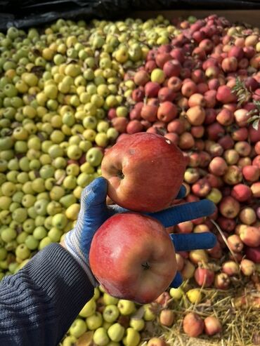 джеа беде урук бишкек цена: Яблоки Оптом