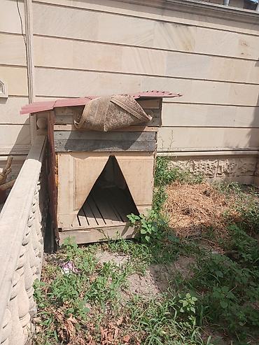ayi sekilleri: It həyətyanı sahə üçün böyük ölçülü it evi - Material: taxta karkas — 3
