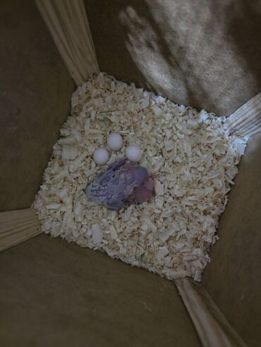 Tutuquşları: Ata ana qəfəs yuva 2 ətcəbala və 3 yumurta (içi doludur) 100 azn -da lalafo.az — 2 Tutuquşları: Ata ana qəfəs yuva 2 ətcəbala və 3 yumurta (içi doludur) 100 azn — 2