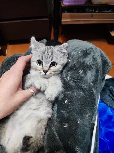 стрижка кошек с выездом на дом: Котят в хорошие руки Описание: - Милые котята разного окраса