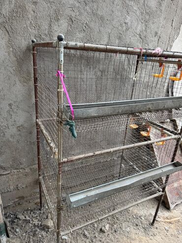 Товары и оборудование для с/х животных: Продается клетка для перепел at lalafo.kg — 7 Товары и оборудование для с/х животных: Продается клетка для перепел — 7