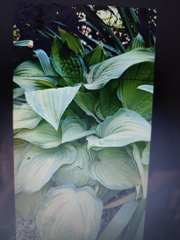 Садовые цветы и кустарники: Саженцы цветка: Платная доставка — 25