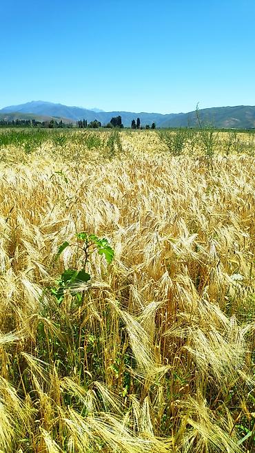 кой сойобуз: Продам ячмень на посев, 6 рядный Арпа сатылат уронго, 6 кырлуу — 2