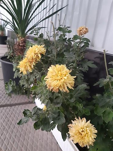 Посуточная аренда квартир: 1 комната, Постельное белье, Парковка, Бронь — 14