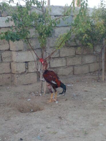 Xoruzlar: Xoruz, il: 1, Ünvandan götürmə — 4