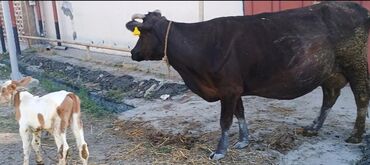 dişi dana: Dişi, Holsteyn, Simental, il: 7, 500 kq, Damazlıq, Südlük, Ətlik