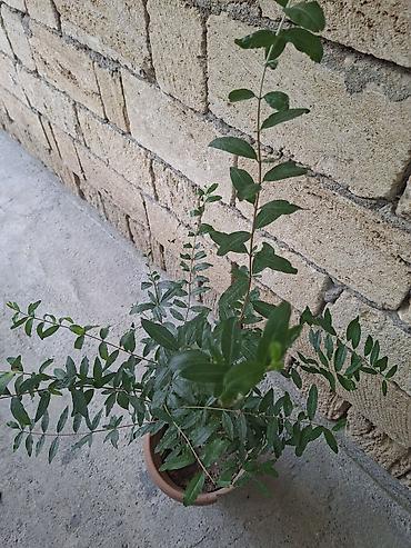 xoruz otu bitkisi: Qabda nar tingi (Punica granatum) Gülövşə nardır. Al qırmızı iri — 1