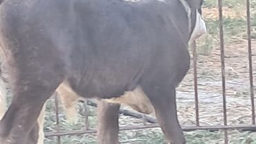 çoban iti balası: Самка, Simental, лет: 3, 550 кг, Для разведения, Для молока, Для мяса