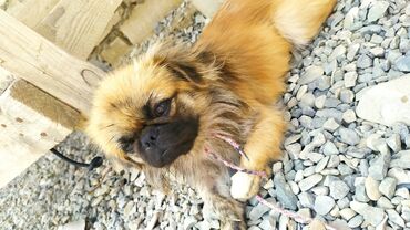 it afçarka: Pekines, 1 il, Erkek, Peyvəndli, Ünvandan götürmə, Ödənişli çatdırılma