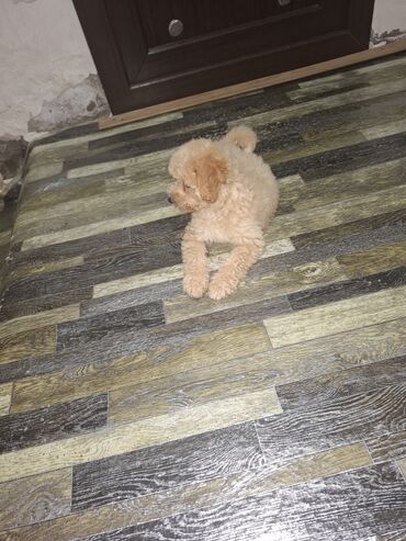 it satishi: Pudel, 3 ay, Dişi, Sənədli