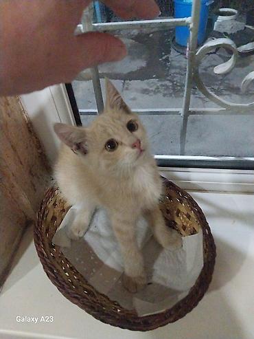 Мышыктар: Котёнок тигрового окраса девочка. рыжий мальчик, отдам в хорошие — 8