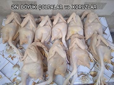 Qida məhsulları: Serebris Çolpa əti. Tez bişən. 1 ədədi - Çəkisi: 500-600 qr = 6 ₼ - — 3