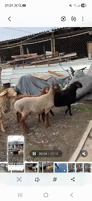 Баран, овца: Продаю | Баран (самец) | Полукровка | Для разведения | Племенные, Осеменитель — 3