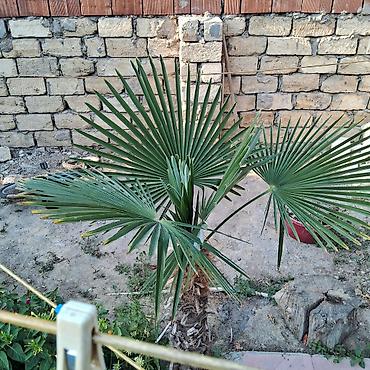 agac tingleri satilir: Yelpək yarpaqlı palma ağacı – Trachycarpus fortunei (Həştərxan/Çin — 4