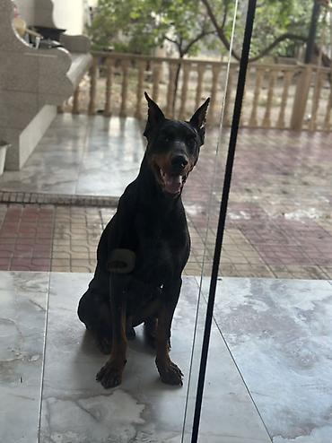 i̇tlər doberman: Doberman, Erkək, Cütləşmə üçün — 1