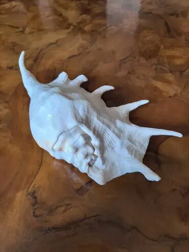 Akvariumi: Tri velike, izuzetno lepe skoljke. Dimenzija i cena: 30x23cm 4000din — 10