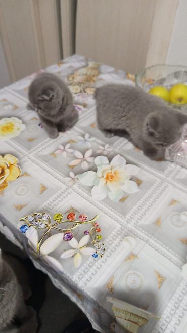 Pişiklər: Britan — 1