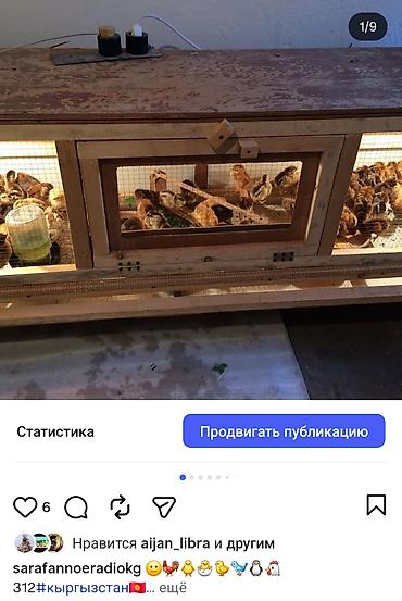 Товары и оборудование для с/х животных: Брудер/клетка для выращивания цыплят и другой птицы Внимание!!! Прошу — 5