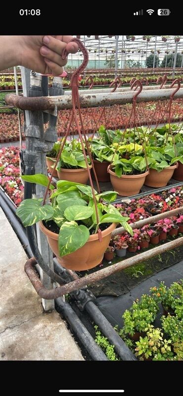 Buket güllər: Asma saksıda Epipremnum aureum (Golden Pothos – “Skandens/Scindapsus”)