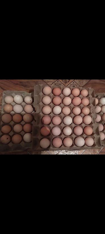 Двуспальные кровати: Кровать двух спальная светлая новая + матрас диван новый — 13