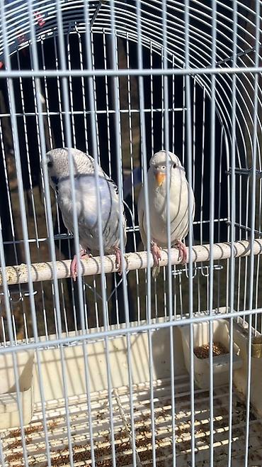 Papagaji tigrice (par) sa kavezom - Vrsta: tigrice (budgeri/papagaj na lalafo.rs Papagaji tigrice (par) sa kavezom - Vrsta: tigrice (budgeri/papagaj