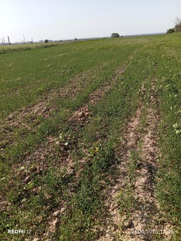 участок кара балта: 290 соток, Для сельского хозяйства