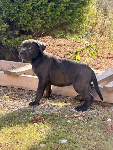 İtlər: Kane-Korso, 2 ay — 28