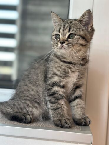 Tabbi, Erkək, Yaxşı əllərə, Ünvandan götürmə, Ödənişli çatdırılma
