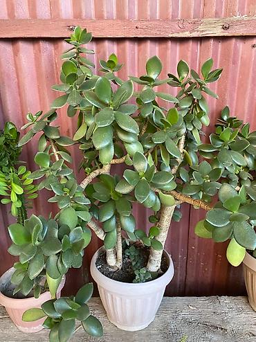 Молочаи: Молочай от 700-1000 с в зависимости от размера — 7