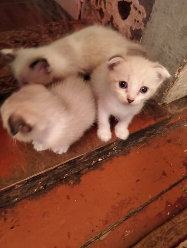 Pişiklər: Erkək, Yaxşı əllərə