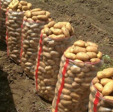 купить картошку оптом: Картошка Оптом