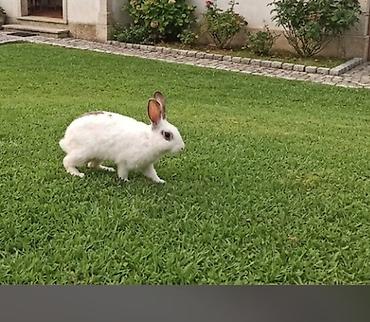 heyvan alqi satqisi: Dovsanlarin hamisin satiram. Saxlamaq meni yorur deye satiram. Coxdur — 7