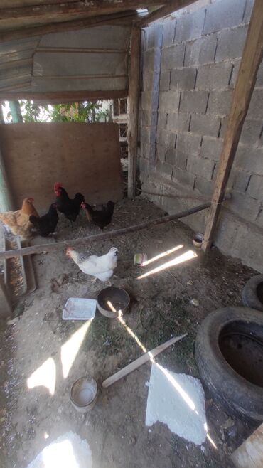 Животные: Продам 4 курицы по 750 сом 1 брамо 1100 сом