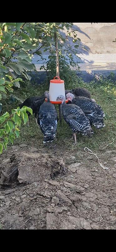 ordek sekilleri: Bronza hinduşkalar – qrup halında 9 ədəd qalıb 4 aylıqdılar - Cins — 2