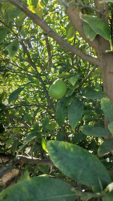 цветы 101 роза: Məhsul: Limon ağacı (meyvəli) Təsvir: - Şəkillərdə göründüyü kimi