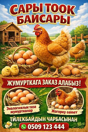 бойцовский кури: Байсары тоок; жумурткасы жана жөжөлөрү сатылат! — 5